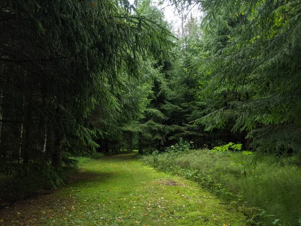 beautiful green forest in summer
