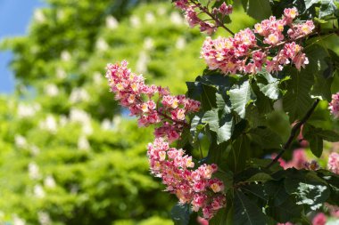 Çiçek açan kırmızı at kestanesinin dalları kızılötesi renklerle