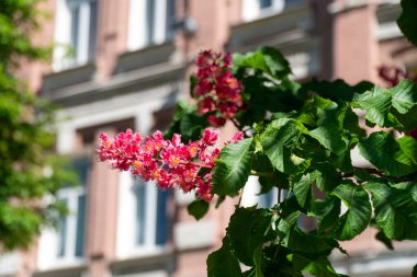 Çiçek açan kırmızı at kestanesinin dalları kızılötesi renklerle