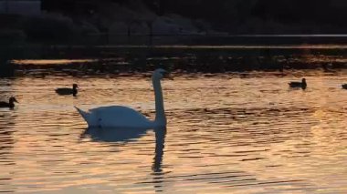 Ördeklerin arasında gün batımında bir kuğu nehirde yüzer.