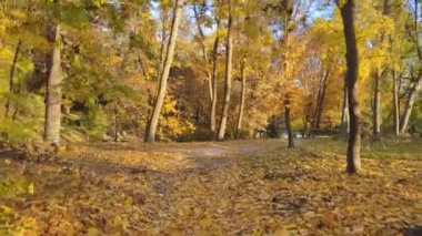 Sonbahar ormanı. Sonbahar ormanı boyunca Orman Yolu boyunca bir yürüyüş. Güneşli bir günde güneşli bir orman sonbahar manzarası