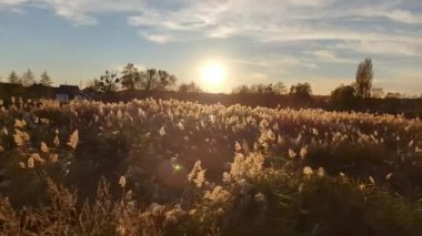 Rüzgarda rüzgarda sallanan kamışlarla altın günbatımı arka planı