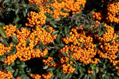 Yaprakla çerçevelenmiş büyük kırmızı kızılcık kümeleri. Yakın plan. Rowan ile doğal sonbahar geçmişi.