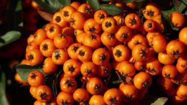 Yaprakla çerçevelenmiş büyük kırmızı kızılcık kümeleri. Yakın plan. Rowan ile doğal sonbahar geçmişi.