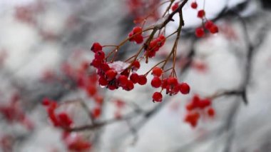 Bir dal üzerinde rüzgarda sallanan karla kaplı bir grup Red Rowan. Rüzgar, kırmızı Rowan 'ın meyveleri karla kaplı bir dalı sallar..