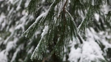 Köknar ağacının karla kaplı dalları. Karda kozalaklı ağaç. Kış doğası. Kar yağıyor..