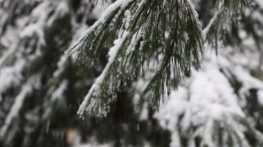 Karla kaplı ladin kozalaklı ağaçtan bir dal.