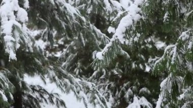 Karla kaplı ladin kozalaklı ağaçtan bir dal.