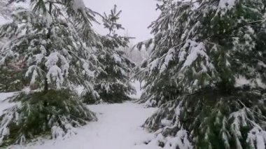 Karla kaplı ladin kozalaklı ağaçtan bir dal.