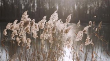 Sazlıklar, bir kış öğleden sonra, şeffaf buzla kaplı donmuş bir nehrin arka planında sakince sallanırlar.