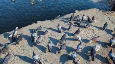 Birçok kuğu ve ördek açık bir günde kış nehri boyunca yüzer..