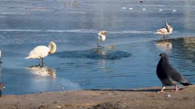 Birçok kuğu ve ördek açık bir günde kış nehri boyunca yüzer..