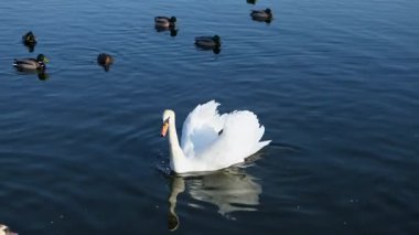 Birçok kuğu ve ördek açık bir günde kış nehri boyunca yüzer..