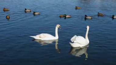 Birçok kuğu ve ördek açık bir günde kış nehri boyunca yüzer..