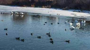 Birçok kuğu ve ördek açık bir günde kış nehri boyunca yüzer..