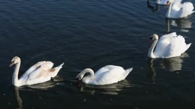 Birçok kuğu ve ördek açık bir günde kış nehri boyunca yüzer..