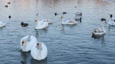 Birçok kuğu ve ördek açık bir günde kış nehri boyunca yüzer..