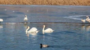 Birçok kuğu ve ördek açık bir günde kış nehri boyunca yüzer..