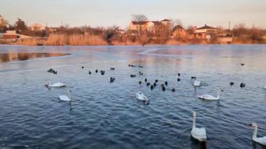Birçok kuğu ve ördek açık bir günde kış nehri boyunca yüzer..