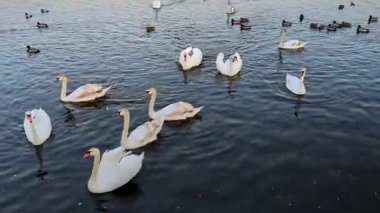 Birçok kuğu ve ördek açık bir günde kış nehri boyunca yüzer..