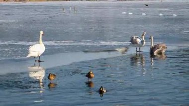 Birçok kuğu ve ördek açık bir günde kış nehri boyunca yüzer..