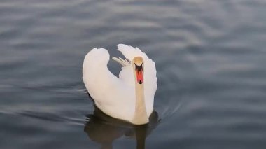 Kuğu açık bir günde kış nehri boyunca yüzer.