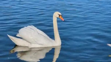 Kuğu açık bir günde kış nehri boyunca yüzer.