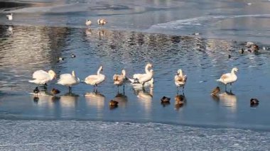 Kuğular buza oturur ve tüylerini temizler.