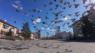 Şehir meydanındaki bir güvercin sürüsü dağınık yiyeceğe doğru koşuyor, kanatları çırpınıyor ve ayakları kaldırımda hareket ediyor. Bazı kuşlar hevesle gagalarken, diğerleri havada süzülür veya karada dinamik bir şehir oluşturur.
