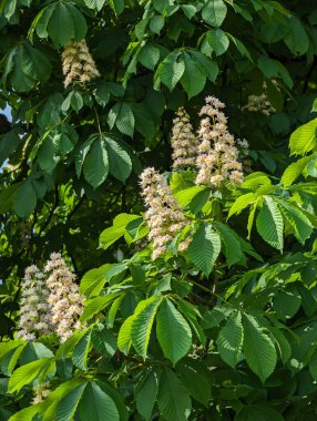 Beyaz At-Kestane Çiçeği (Aesculus carnea) yakın plan. Doğa arkaplanı