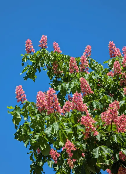 Kırmızı At-Kestane Çiçeği (Aesculus carnea) yakın plan. Doğa arkaplanı