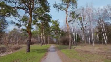 İlkbaharın başlarında bahar doğası. Karışık kozalaklı ormanda yürü