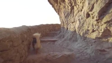 Bir köpek kayaya asfaltlanmış bir yolun basamaklarını tırmanır.