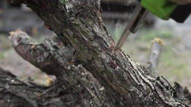 Elektrikli testereyle bir kütük kesiyordum. Ağaç dalını kesiyorum. Ağaç kesiyorum. Yakacak odun topluyorum. Talaşlar her yöne uçar.
