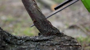 Elektrikli testereyle bir kütük kesiyordum. Ağaç dalını kesiyorum. Ağaç kesiyorum. Yakacak odun topluyorum. Talaşlar her yöne uçar.