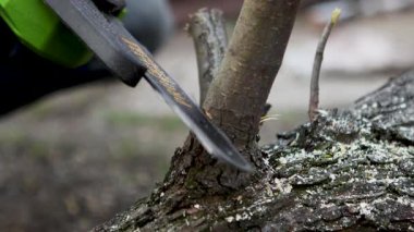 Elektrikli testereyle bir kütük kesiyordum. Ağaç dalını kesiyorum. Ağaç kesiyorum. Yakacak odun topluyorum. Talaşlar her yöne uçar.