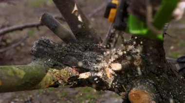 Elektrikli testereyle bir kütük kesiyordum. Ağaç dalını kesiyorum. Ağaç kesiyorum. Yakacak odun topluyorum. Talaşlar her yöne uçar.