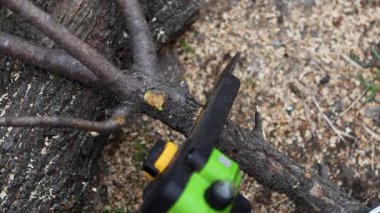 Elektrikli testereyle bir kütük kesiyordum. Ağaç dalını kesiyorum. Ağaç kesiyorum. Yakacak odun topluyorum. Talaşlar her yöne uçar.