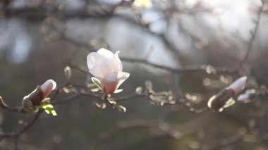 Sabah güneşinde açan beyaz manolya çiçeği