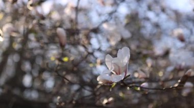 Sabah güneşinde açan beyaz manolya çiçeği