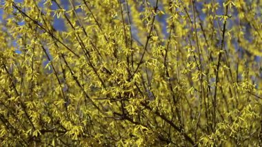 Çicekli çalı çiçeğinin sarı arkaplanı