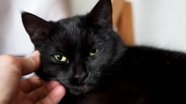 İnsan eli kapanış Siyah evcil kedi okşama
