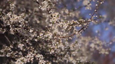 Güneşli bir bahar gününde, nehrin kenarında güzel bir çiçek ağacı.
