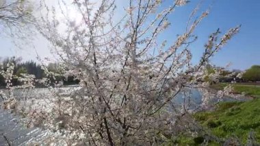 Güneşli bir bahar gününde, nehrin kenarında güzel bir çiçek ağacı.
