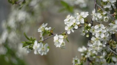 Güneşli bir bahar gününde güzel bir kiraz ağacı dalı