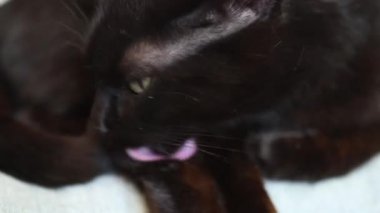 Kara kedi yıkanırken kendini yalıyor.
