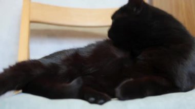 Kara kedi yıkanırken kendini yalıyor.