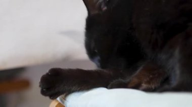 Kara kedi yıkanırken kendini yalıyor.