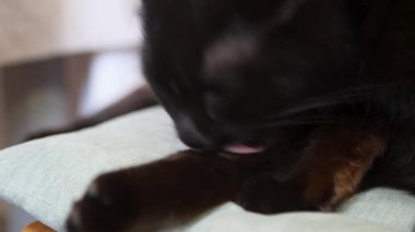 Kara kedi yıkanırken kendini yalıyor.