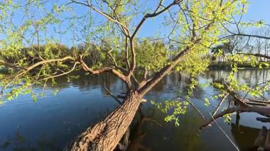 Nehrin kenarında devrilmiş bir ağaç. Eski ahşap iskele. Açık bir bahar günü.
